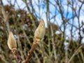 Close up shot of closed magnolia tree buds in early spring Royalty Free Stock Photo