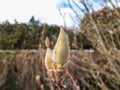 Close up shot of closed magnolia tree buds in early spring