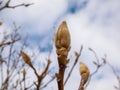 Close up shot of closed magnolia tree buds in early spring