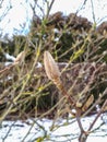 Close up shot of closed Star magnolia - Magnolia stellata buds in early spring Royalty Free Stock Photo