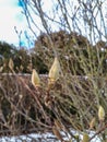 Close up shot of closed Star magnolia - Magnolia stellata buds in early spring Royalty Free Stock Photo