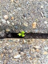 Clover pocking through the sidewalk crack Royalty Free Stock Photo