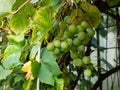 Cluster of ripe grape berries on a plant among leaves. Growing backyard grapes in the garden Royalty Free Stock Photo