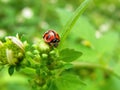 Close up shot of a Coccinella transversalis ladybug Royalty Free Stock Photo