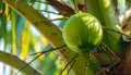 Close up shot of coconuts hanging on a palm tree, background Royalty Free Stock Photo