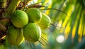 Close up shot of coconuts hanging on a palm tree, background Royalty Free Stock Photo