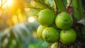 Close up shot of coconuts hanging on a palm tree, background Royalty Free Stock Photo