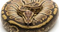 Close up of a ball python coiled with its head facing forward and tongue sticking out on white background Royalty Free Stock Photo