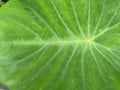 Close up shot of Colocasia esculenta L teksture