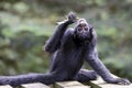 Close up shot of a Colombian spider monkey