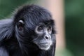 Close up shot of a Colombian spider monkey Royalty Free Stock Photo