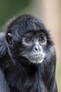 Close up shot of a Colombian spider monkey Royalty Free Stock Photo