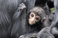 Close up shot of a Colombian spider monkey Royalty Free Stock Photo
