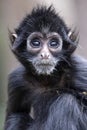 Close up shot of a Colombian spider monkey