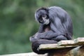 Close up shot of a Colombian spider monkey Royalty Free Stock Photo