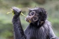 Close up shot of a Colombian spider monkey Royalty Free Stock Photo