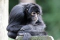 Close up shot of a Colombian spider monkey Royalty Free Stock Photo