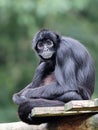 Close up shot of a Colombian spider monkey Royalty Free Stock Photo