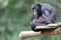 Close up shot of a Colombian spider monkey Royalty Free Stock Photo