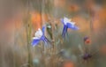 Colorado state flowers, Blue Columbines. Royalty Free Stock Photo