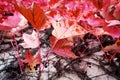 Close up shot of colorful autumn leaves fallen on the ground looking like a carpet Royalty Free Stock Photo