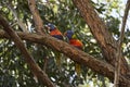 Close-up shot of colorful and famous parrots on the branch at Monash University