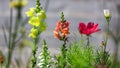 Close up shot of colorful garden flowers Royalty Free Stock Photo