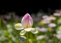 Colorful lotus flower bud in the garden Royalty Free Stock Photo