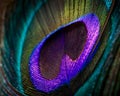 Close-up shot of a colorful peacock feather, perfect for a pattern