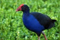 A Close Up Shot of a Colorful Red-Seal Coot Bird Royalty Free Stock Photo