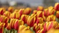 Close up shot of colorful Tulip flowers Royalty Free Stock Photo