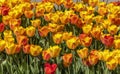 Close up shot of colorful Tulip flowers Royalty Free Stock Photo