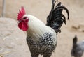 Close up shot of colorful white rooster Royalty Free Stock Photo