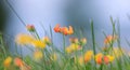 Close-up shot of colorful wildflowers in the grass meadow Royalty Free Stock Photo
