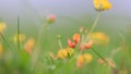 Close-up shot of colorful wildflowers in the grass meadow Royalty Free Stock Photo