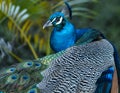 A close-up shot of a colourful male Peafowl. Peacock image.