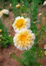 Close up shot of common Daisy.