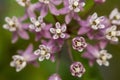 Close up shot of common milkweed flowers Royalty Free Stock Photo