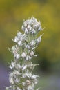 Close up shot of Common Mullein plant Royalty Free Stock Photo