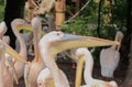 Close-up shot of a common pelican with a long beak, a group of pelicans in the background in a zoo