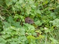 Common rat (Rattus norvegicus) with dark grey and brown fur in the green grass Royalty Free Stock Photo