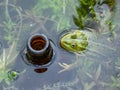 Common water frog (Pelophylax esculentus) in water next to a beer bottle thrown in water. Pollution and Royalty Free Stock Photo