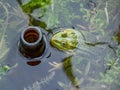 Common water frog (Pelophylax esculentus) in water next to a beer bottle thrown in water. Pollution and Royalty Free Stock Photo