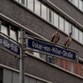 Close-up shot of common wood pigeons sitting on a signpost