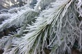 close-up shot of conifer needles encased in ice