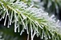 close-up shot of conifer needles encased in ice