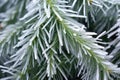 close-up shot of conifer needles encased in ice