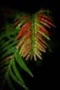 Close up shot of conifer tree with water droplets Royalty Free Stock Photo