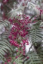 Close-up shot of cornelian cherry with blurry dark green leaves background Royalty Free Stock Photo