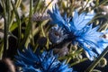 Close-up shot of cornflowers and daisies Royalty Free Stock Photo
